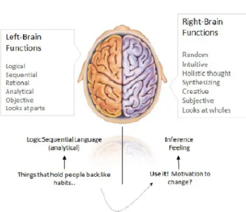 20230715115_left_brain_right_brain.jpg